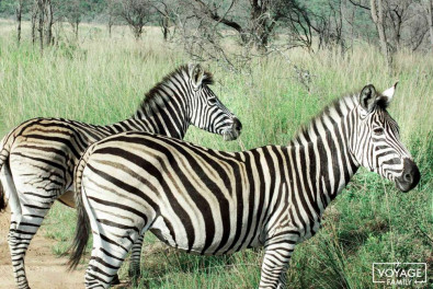 safari en famille afrique du sud zebre